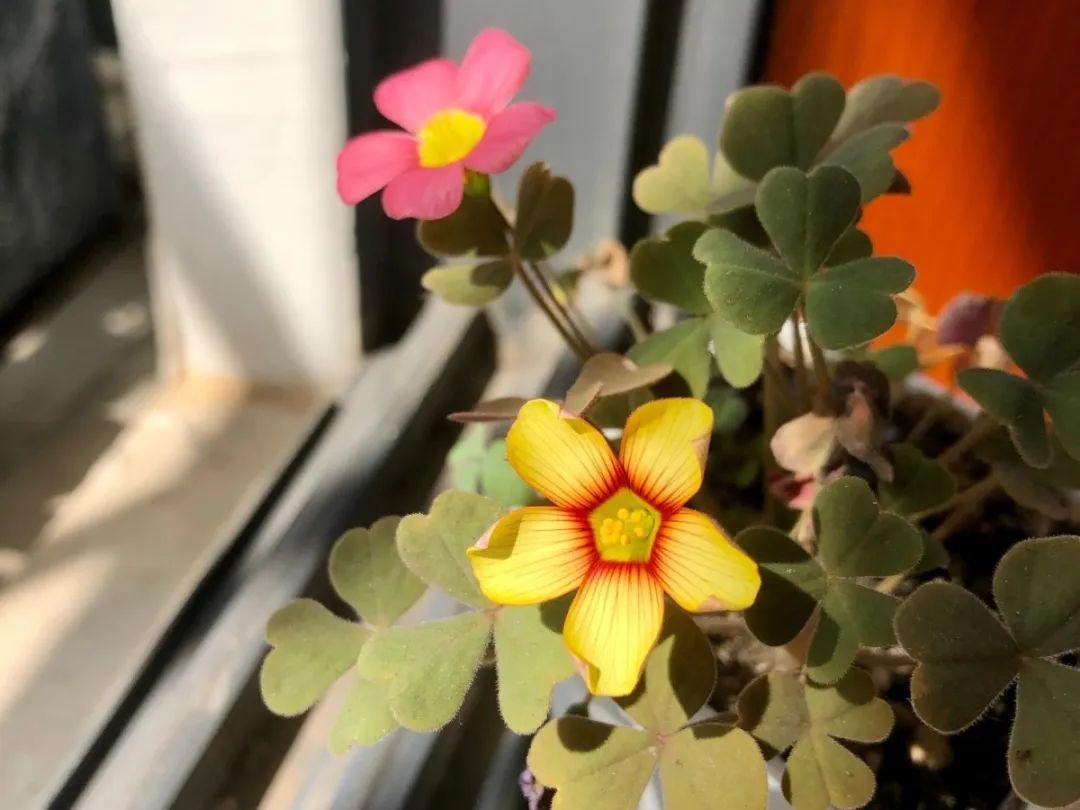 家里有这7种花，少浇水、不能晒，天热要休眠！