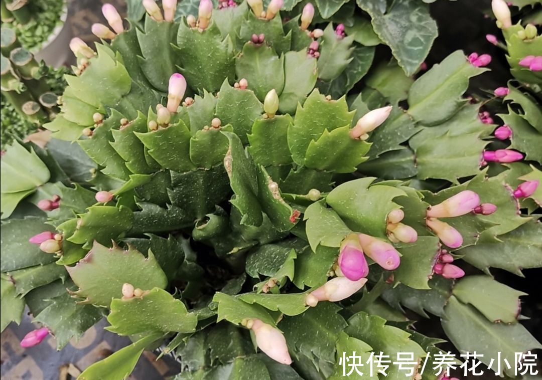 蟹爪兰、长寿花，开始生长花芽，及时喂“2种肥”，花苞长满枝头