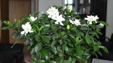 栀子花,杜鹃花总黄叶把它兑水浇盆里,再也不用担心黄叶