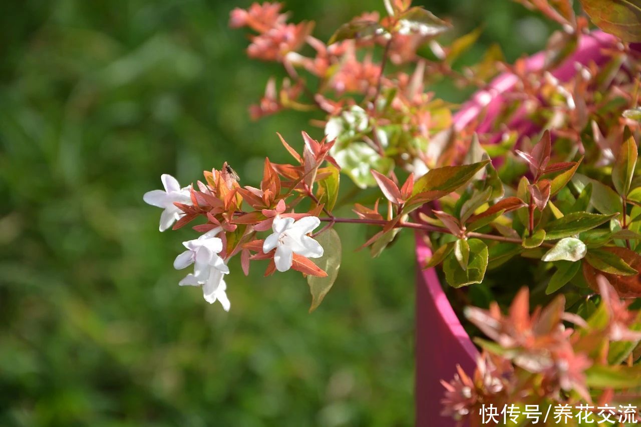 盆栽|花开灿烂的六道木，养成盆栽也好看，来看看不同的品种