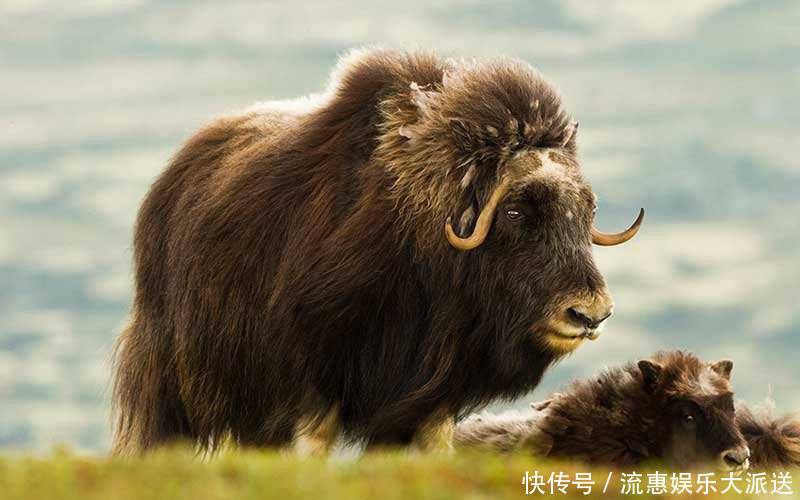 400千克重的猛兽,脸上生有麝腺,头上两个角