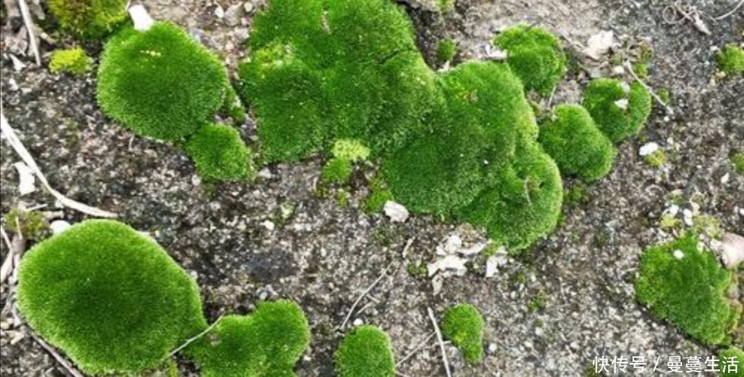 盆面|2种简单的方法,让盆景里长出绿油油的苔藓,漂亮又美观