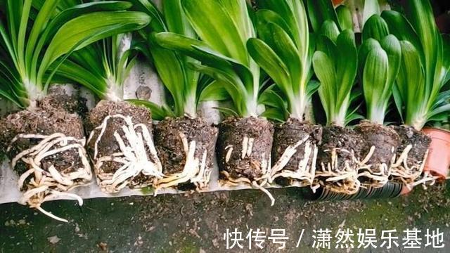 张大爷养的君子兰，一年能开2次花，把他的方法毫无保留地分享