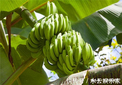 香蕉|好食物吃出好身体,推荐3种食物,排毒消脂,美容抗衰,好处多多