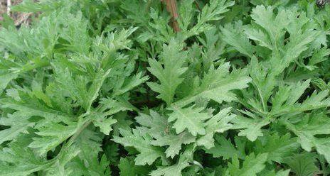 野菜|十个女人九个宫寒，夏天野菜常吃，活血调经，暖宫，防治妇科病