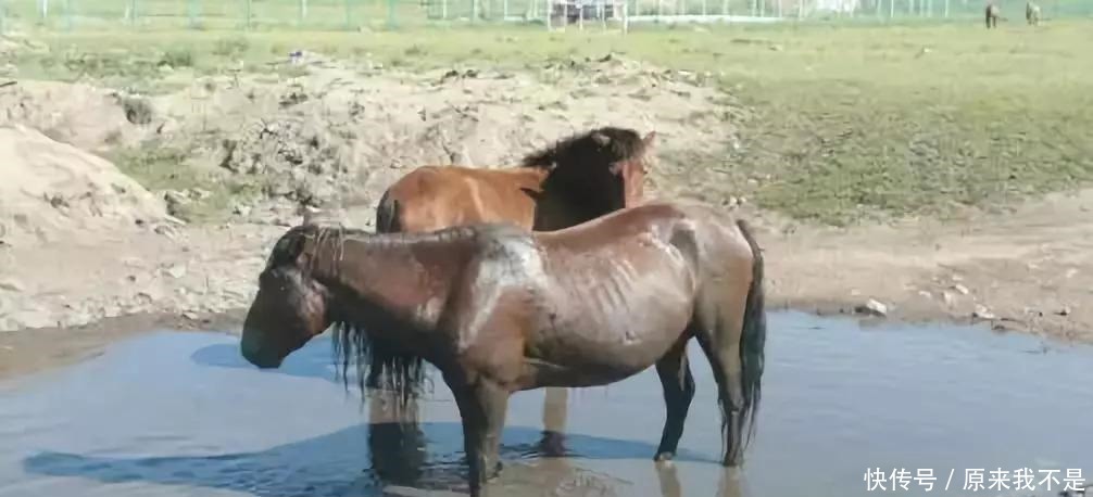 历史|艺术品里的历史 昭陵六骏与唐朝的养马事业!
