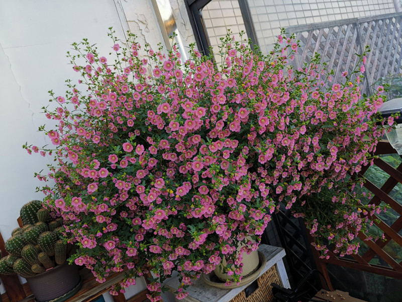 它是最容易开爆盆的盆栽,花量丰富,年头开到年尾,漂亮又好养