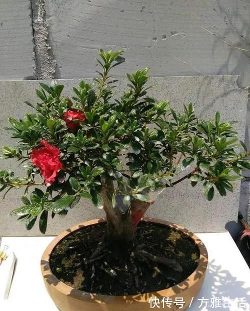 长寿|花盆太深真要命,长寿君子兰养1盆死1盆,赶紧换!