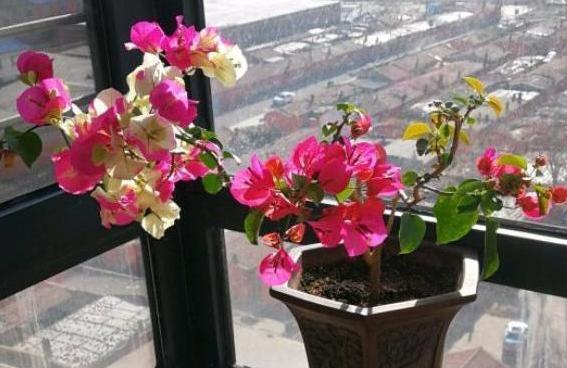 三角梅长势不佳、开花少该怎么办多注意4件事,养护零失误