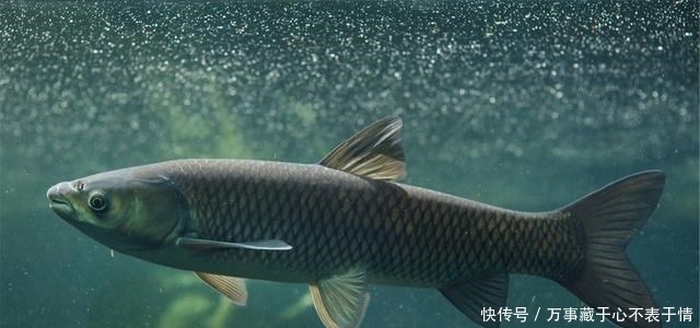 野钓草鱼怎么选钓位?这4个钓位都是草鱼窝,不要错过