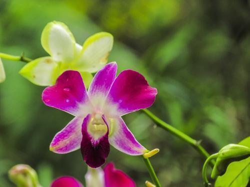 办公室不宜养的“五种”花！香气扑鼻里藏着“大秘密”