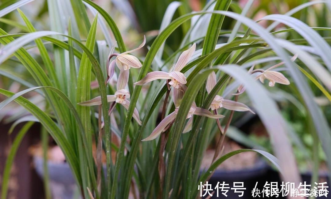 黄金时间段|兰花翻盆：两花不翻、两水不浇、两肥不施，你做对了吗