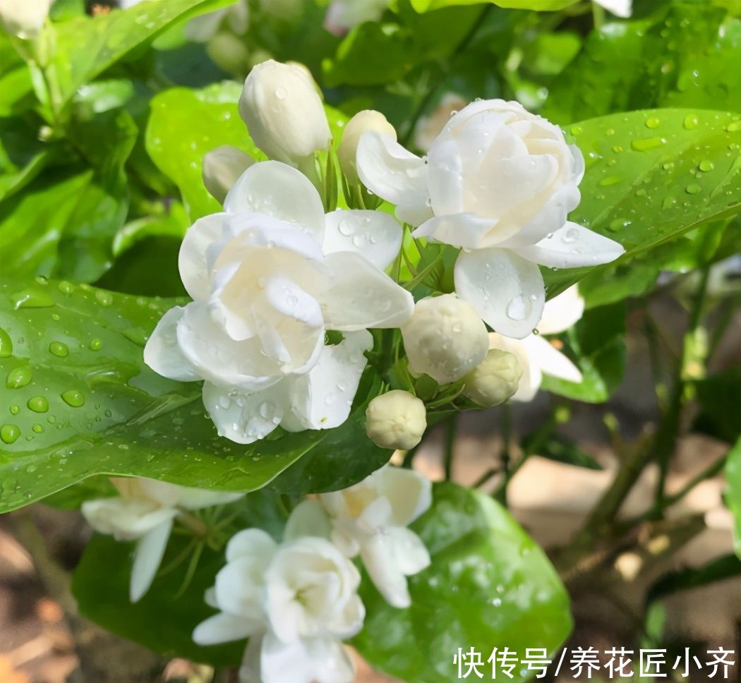 枝条|好养的植物就是茉莉花，但是想要夏季开不停，要做好“四喜一勤”