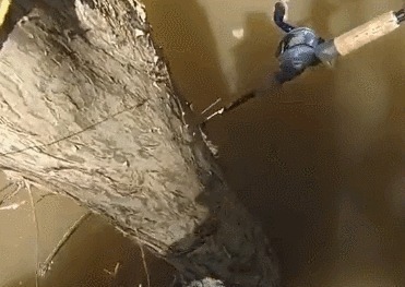 鱼很聪明,绕过大树,鱼竿只能跟着绕,看到鱼获让人激动