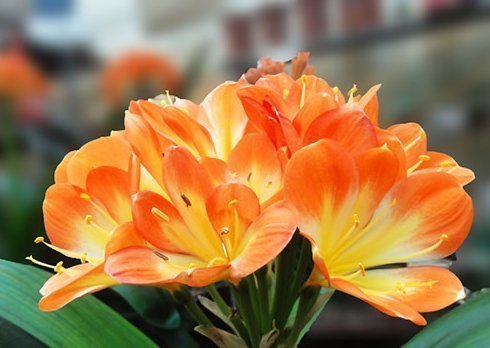 养护|夏天养护君子兰有讲究,这几点千万要做好,否则难以安全度夏