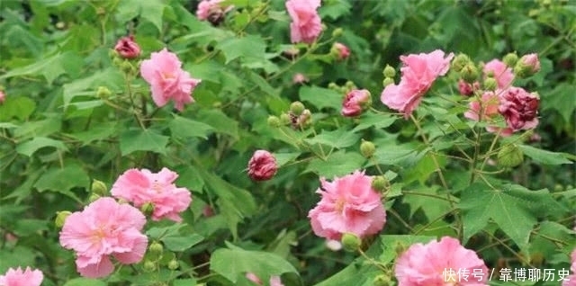  霜花|秋天的明丽：从晴雯封神来谈拒霜花开木芙蓉