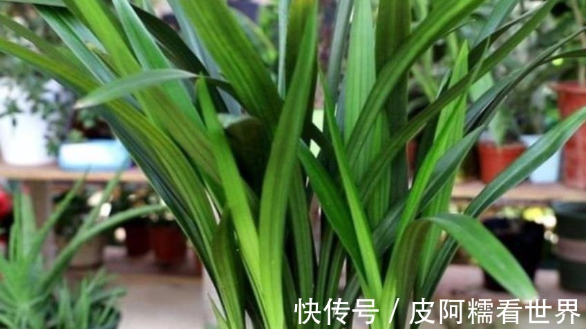 植株|新手秋天养兰花,3个浇水要点要谨记,做好了根壮叶旺开花美