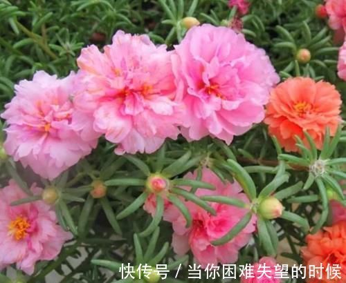 蟹爪兰花|几款花卉，不怕晒、不怕热，从秋季一直开花到冬季美极了