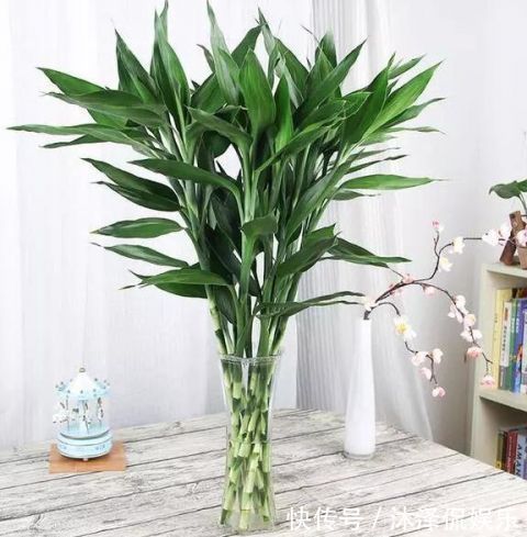 卧室放什么植物盆栽好给你推荐8款不用费心了，净化空气没烦恼!