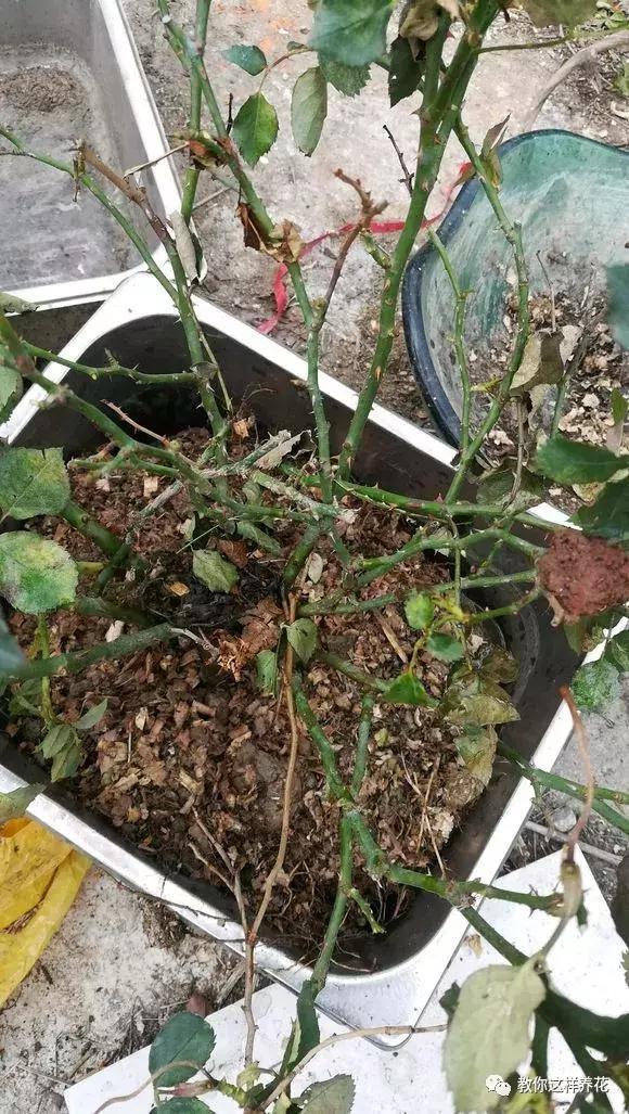 垃圾桶里一堆“贵货”花,丢人也要捡,带回家就开花