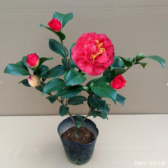 此花开品“惊艳”,比牡丹还美,花开一冬天,摆在家里上档次