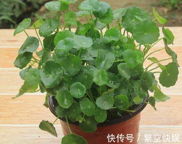 营养成分|家庭养花别靠买、买、买,将黄豆制成肥,让盆栽叶片绿得冒油