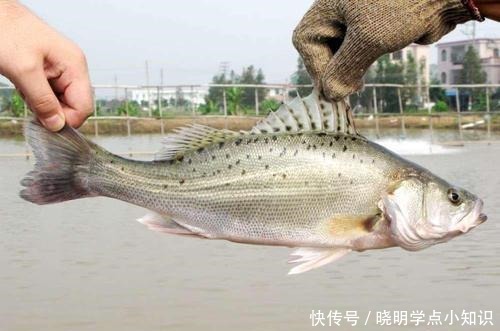 鲈鱼并不是越大越好!买鲈鱼牢记这4点,连卖鱼摊主都夸你懂行