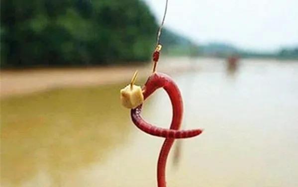 秋季钓大板鲫，牢记这些蚯蚓饵用法，连竿上鱼不成问题！