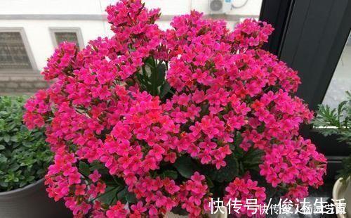 什么羊粪、有机肥都不如1种小粉末，养花喂一勺，开花量翻倍！