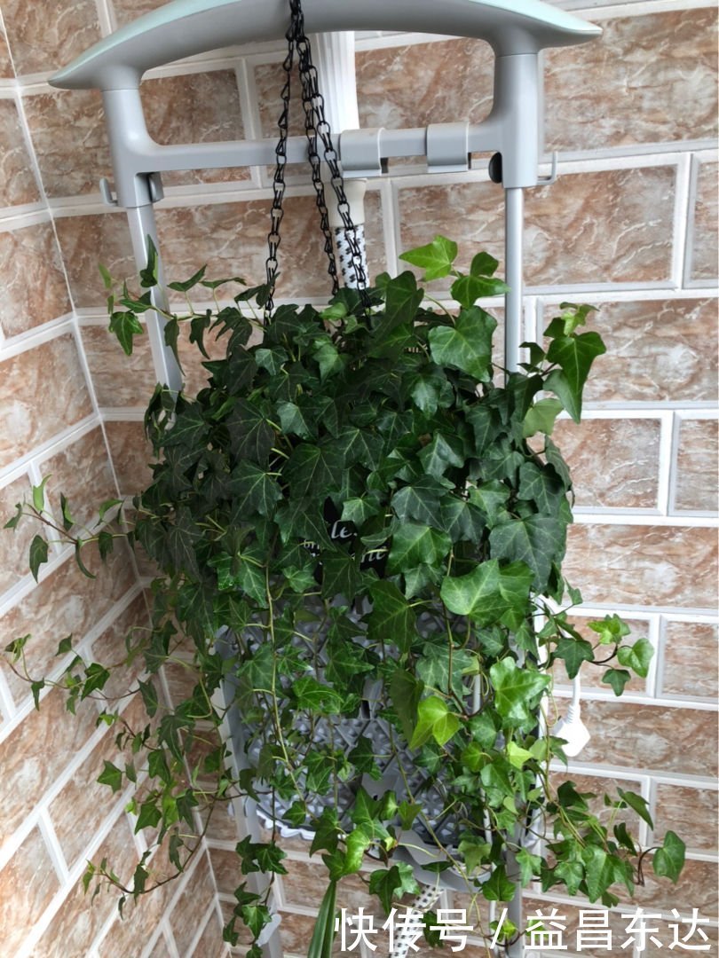 冬天开窗少，室内空气差，3种花净化空气效果好