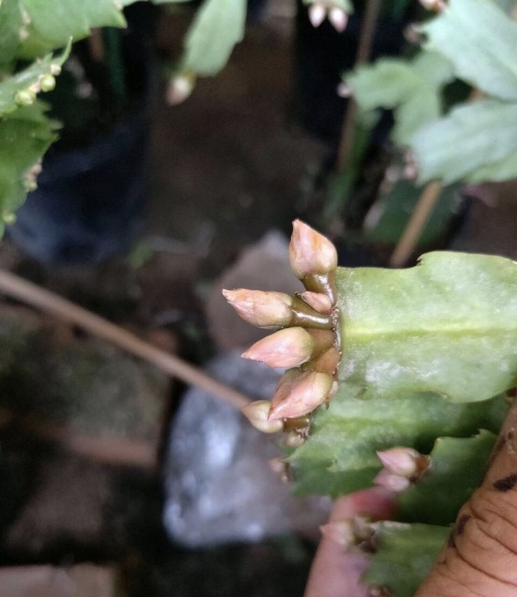 她养的蟹爪兰,1个枝条冒出4个花苞,记住3个“要诀”,四季茂盛