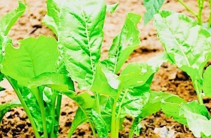 小知识|经常月经紊乱的女性,此菜经常吃,改善失眠,预防妇科疾病!