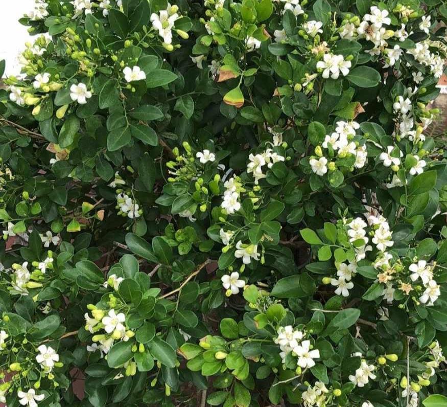 香气|种在阳台的九里香,既能净化空气环境,又能满屋飘香