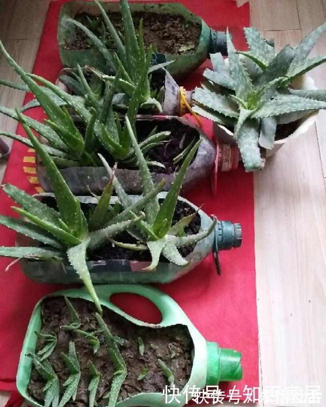 养花技巧：折腾不死的25种花，咋养都爆盆，懒人最适合