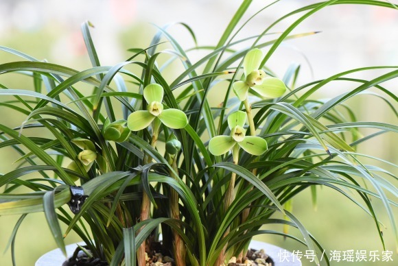 你喜欢什么花,就是什么性格的人,都进来看看吧!