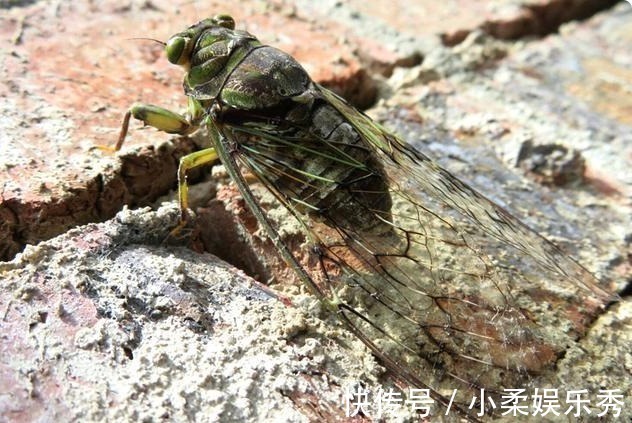 野花|20年前践踏的“野花”，价值比“冬虫夏草”更珍贵，见到要珍惜！