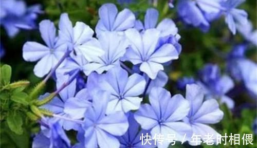 铁筷子|4种花颜值超高,漂亮似牡丹,四季有花开,香气怡人,是盆栽佳品