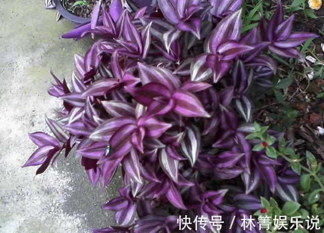 紫竹梅|3种吊兰别这么养,不然疯长爆芽,控制不住!