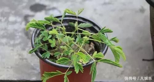 严禁入室的花,看完吓一跳你家里有木有