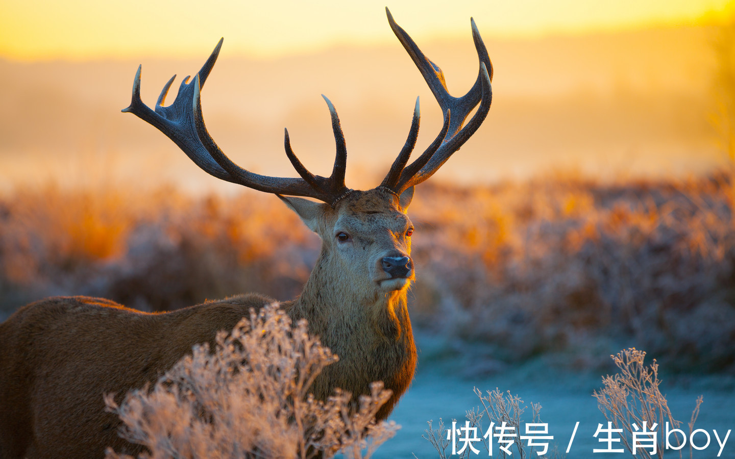 第六感|天生直觉敏锐，五感比较发达，第六感也准得“可怕”的生肖