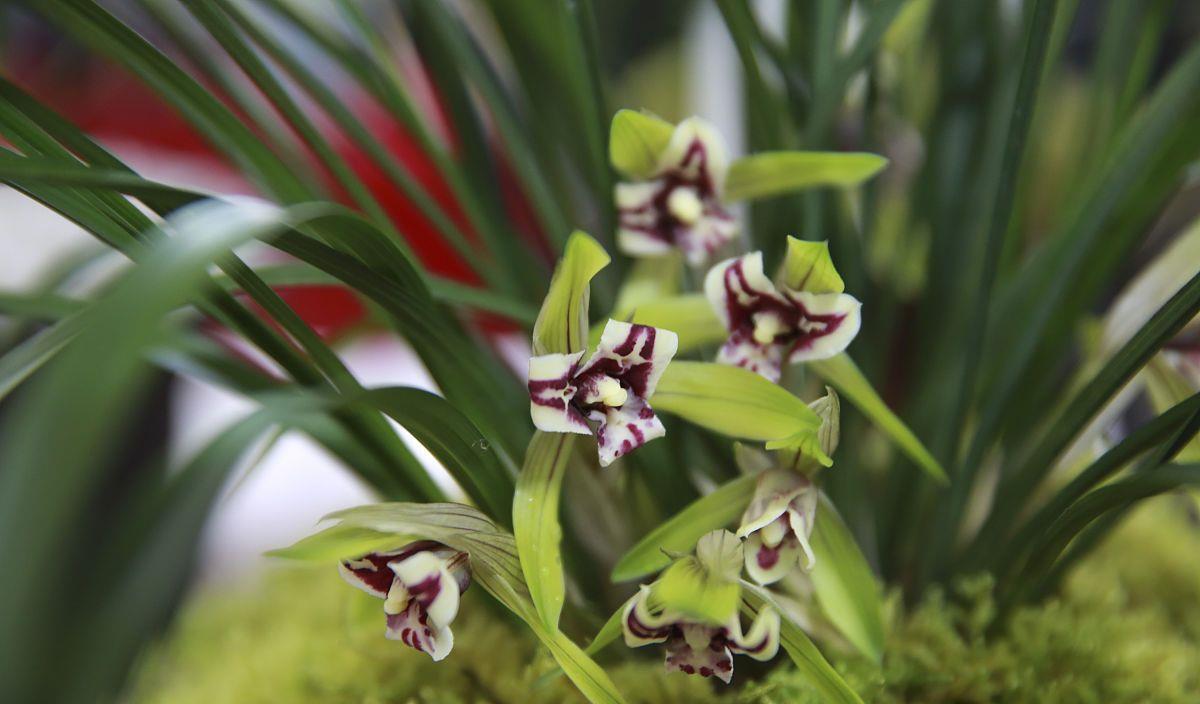 5种“喜阴花”,不要长时间晒太阳,屋外若有,抓紧搬进屋!