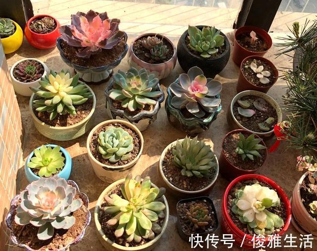 10块钱买了一堆不知名的多肉,回家这样搭配起来,30天大变样