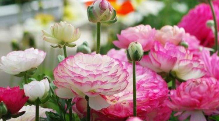 耐看|农历7月16日开始,养花养个耐看的,开花爆满,花型奇特美丽