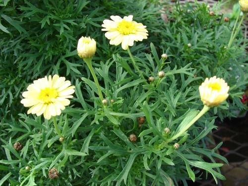 用盆栽苗培育的玛格丽特，叶子长得像茼蒿，如何安全度夏？