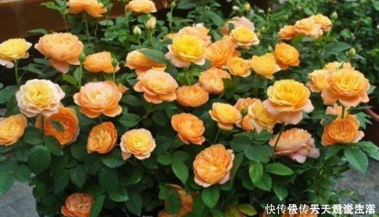 花盆|4种富贵花，添福添贵添好运，迷人的花朵，开满整个花盆