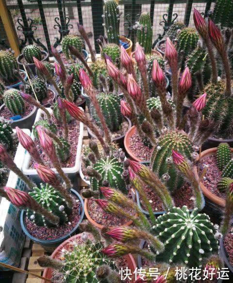 夏季|仙人球开花难?做好这4步,促花又促芽