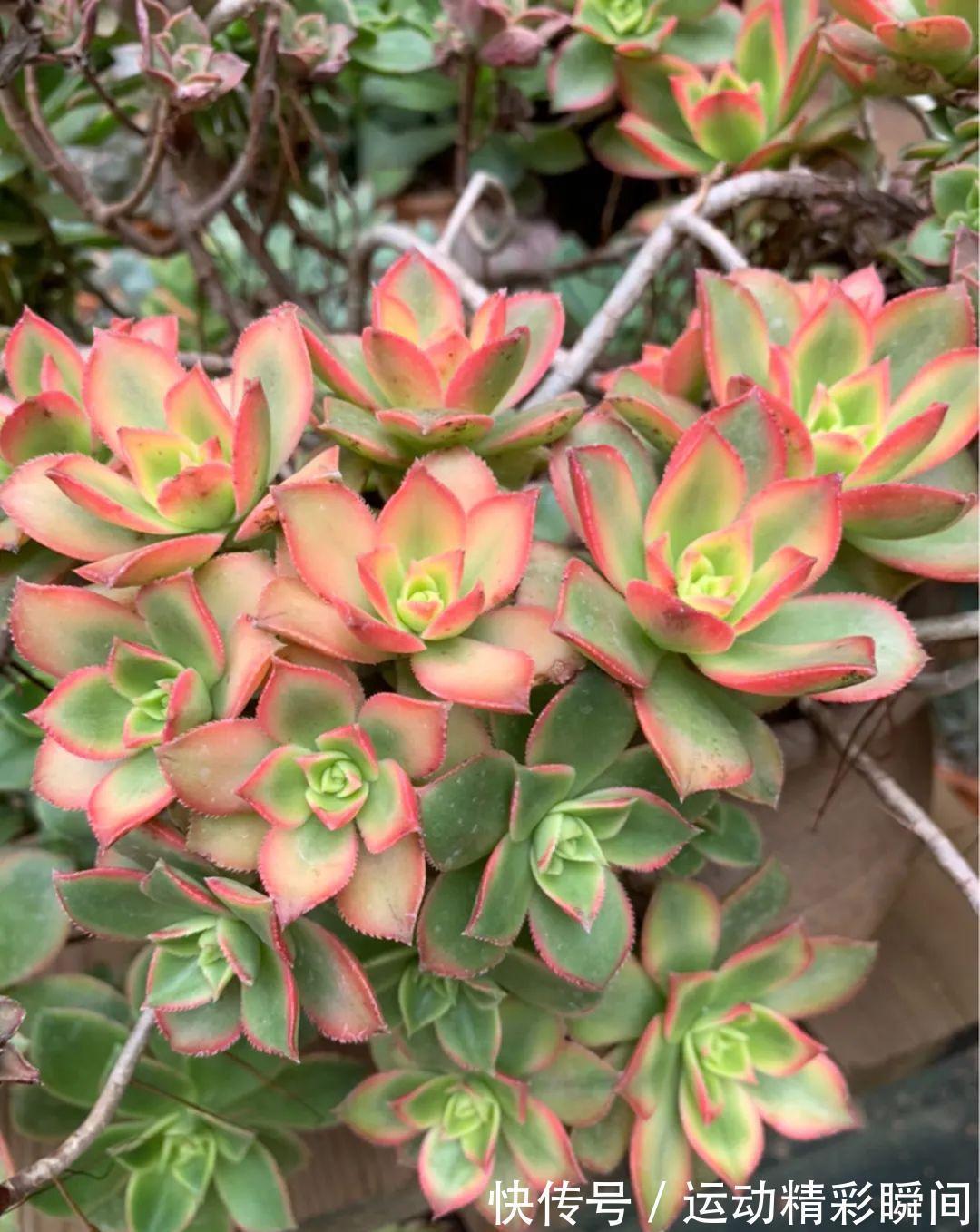 十几年的多肉“妖精”,自然老桩头,造型太美