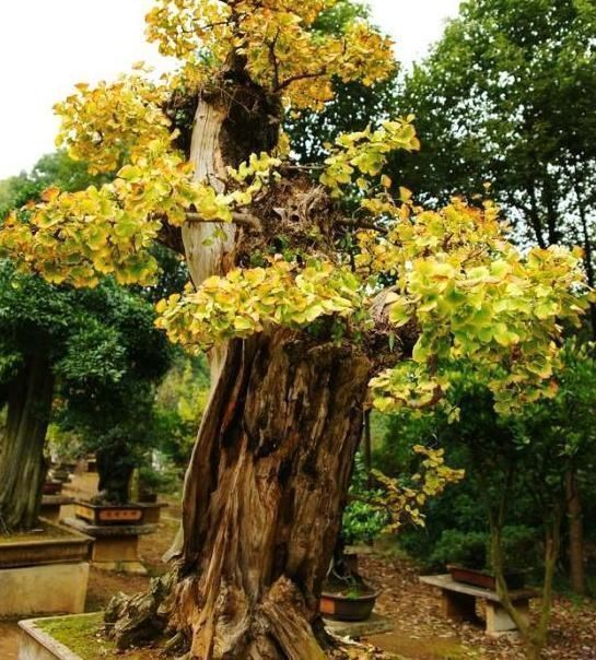 养“银杏树”不用买,1粒“果核”埋土里,30天发芽,快速成盆景