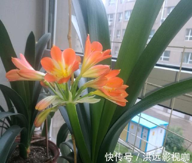 浇水|君子兰浇水4要点,掌握君子兰四季浇水技巧,开花爆盆不难