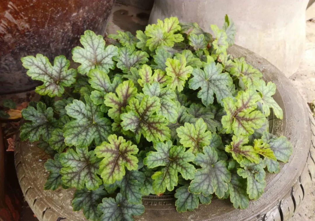 10个偏方,能省不少钱,把花养的又肥又壮